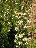 Erica arborea